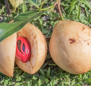 Macis entier ou mouluMacis entier ou moulu