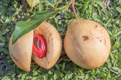 Macis entier ou moulu