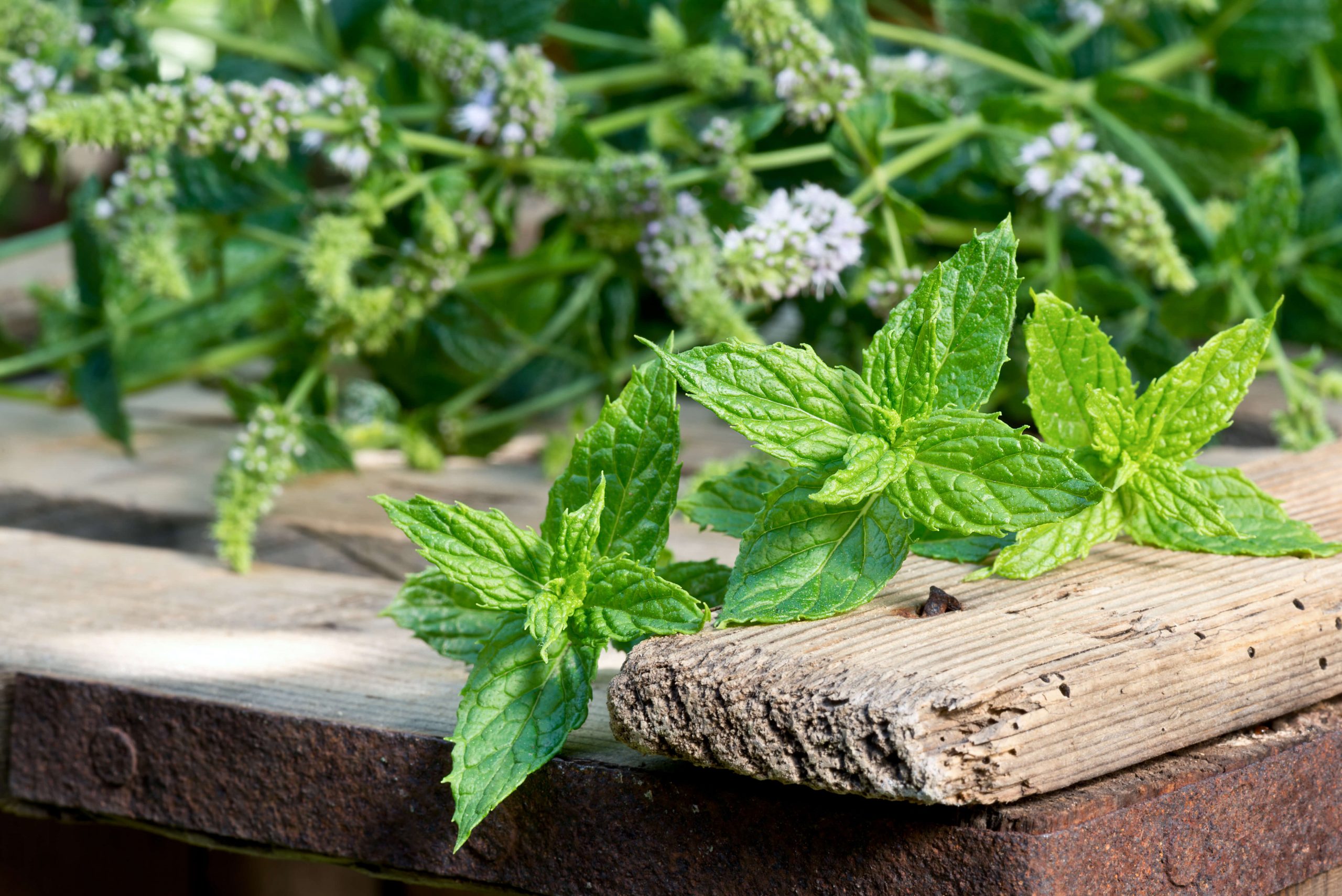 DAMMANN, Menthe poivrée, en vrac