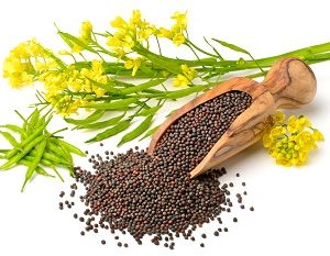 Moutarde Noire ou JauneMoutarde Noire ou Jaune, en vrac