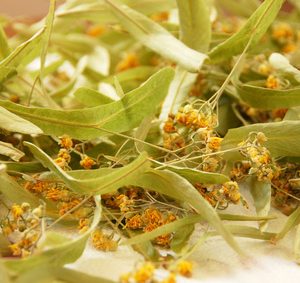 Tilleul, tisaneTilleul, tisane