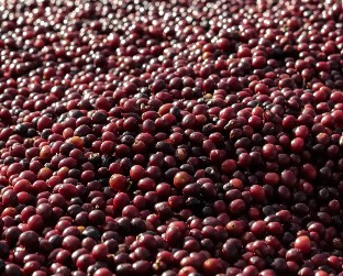 Café Salvador Villa Galicia Honey Rouge, en grains