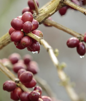 Café Salvador Villa Galicia Honey Rouge – Image 2