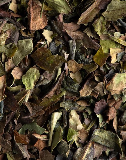 Pai Mu Tan thé blanc Bio, boite 24 sachets – Image 3